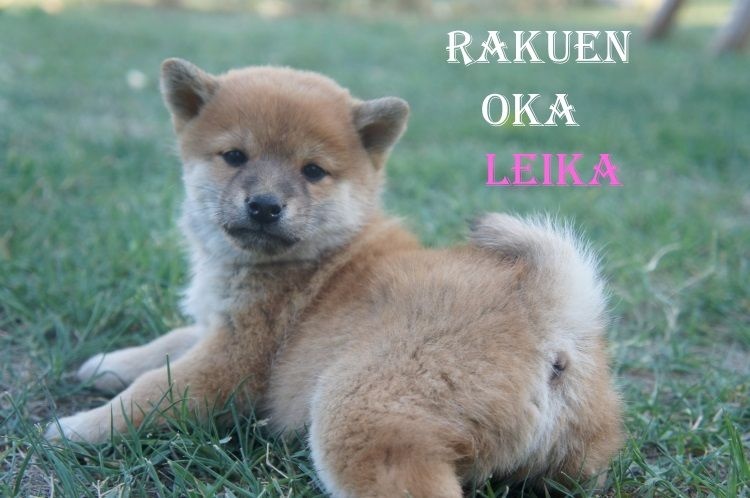 Leïka Rakuen Oka