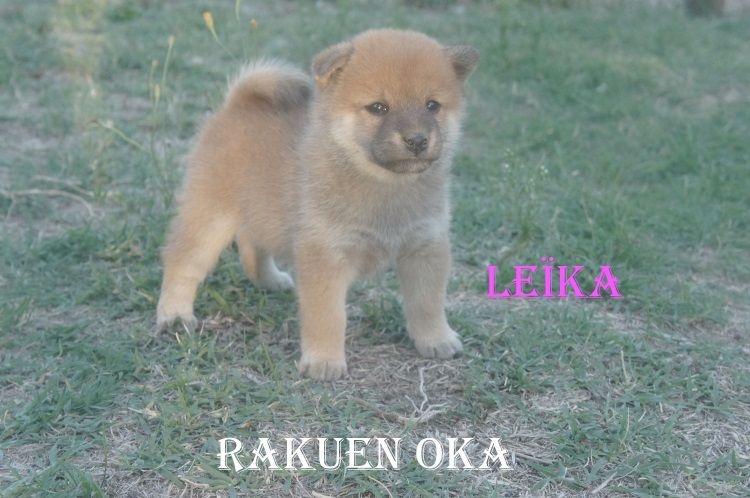 Leïka Rakuen Oka