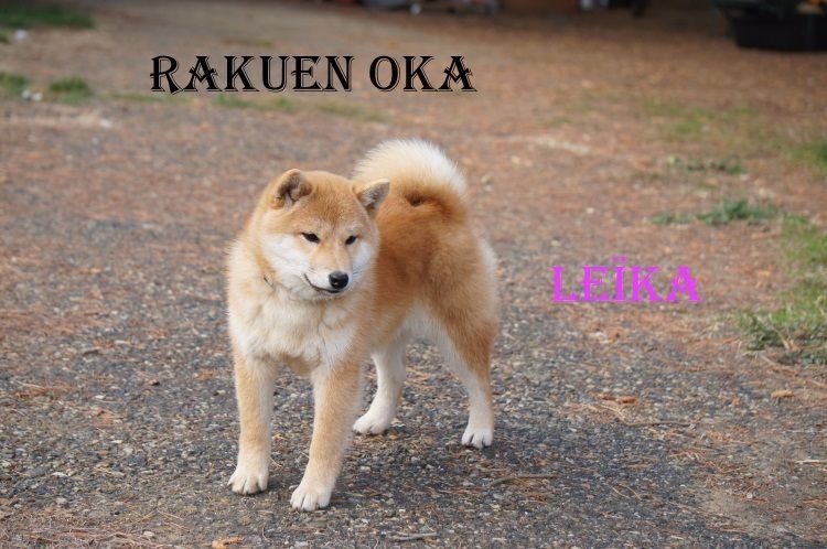 Leïka Rakuen Oka